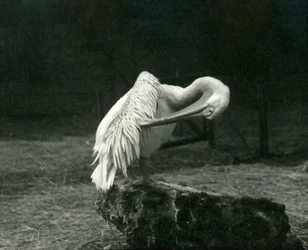 Um pelicano enfeitando sua asa no zoológico de Londres, em junho de 1922